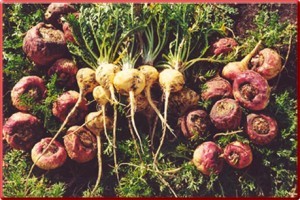 Using Maca for Hormone Balancing Using Maca for Hormone Balancing