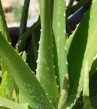 aloe vera