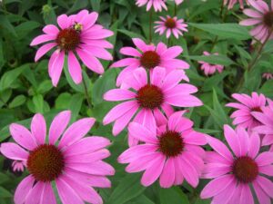 Echinacea flowers