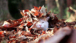 White cat peeking out of autumn leaves