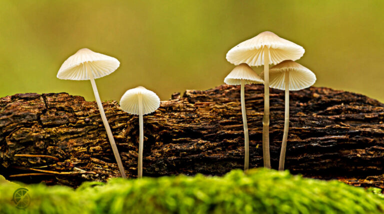 Mushrooms as a Replacement for CBD Products