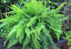 Fern