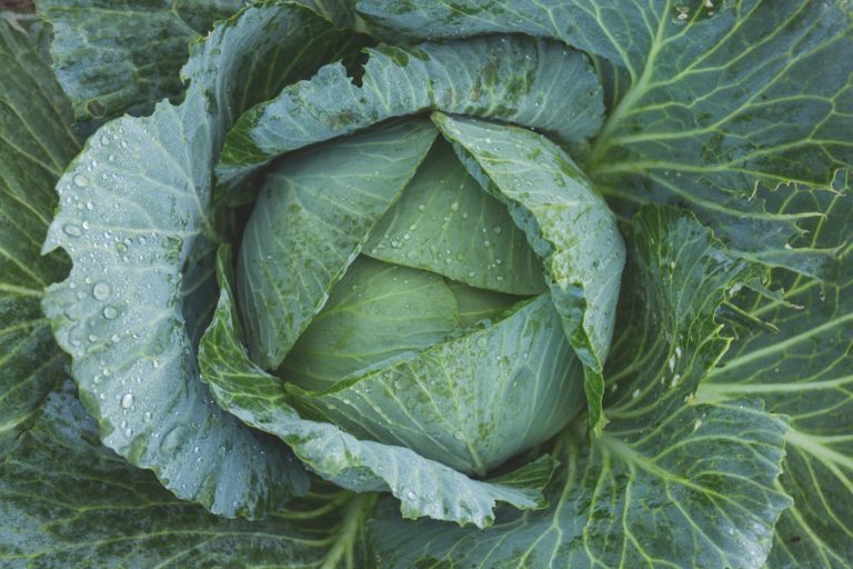The Health Benefits of Cabbage