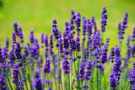 Lavendar