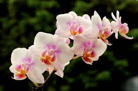 Orchids