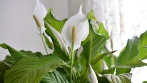 Peace lily