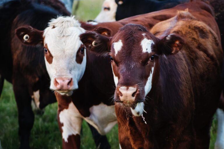 GM Cow Produces ‘Low-Allergy’ Milk
