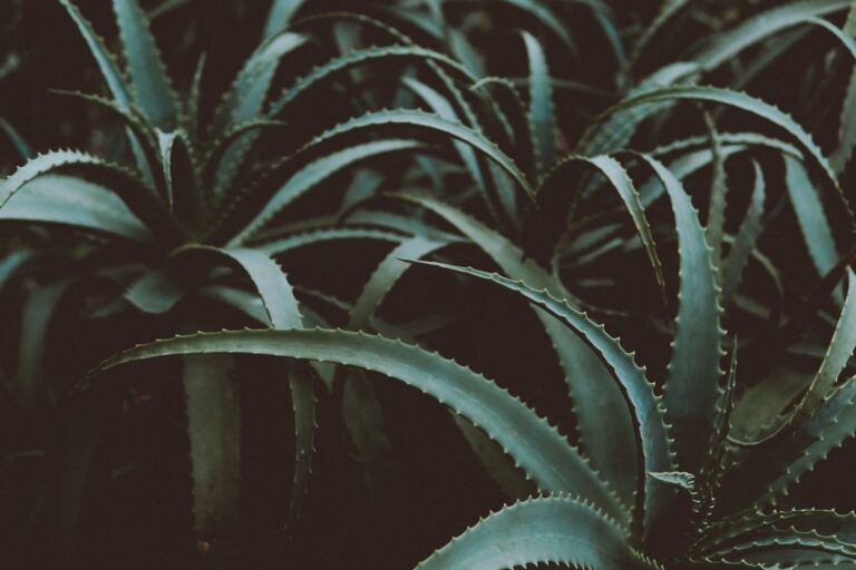 Aloe vera for health and beauty