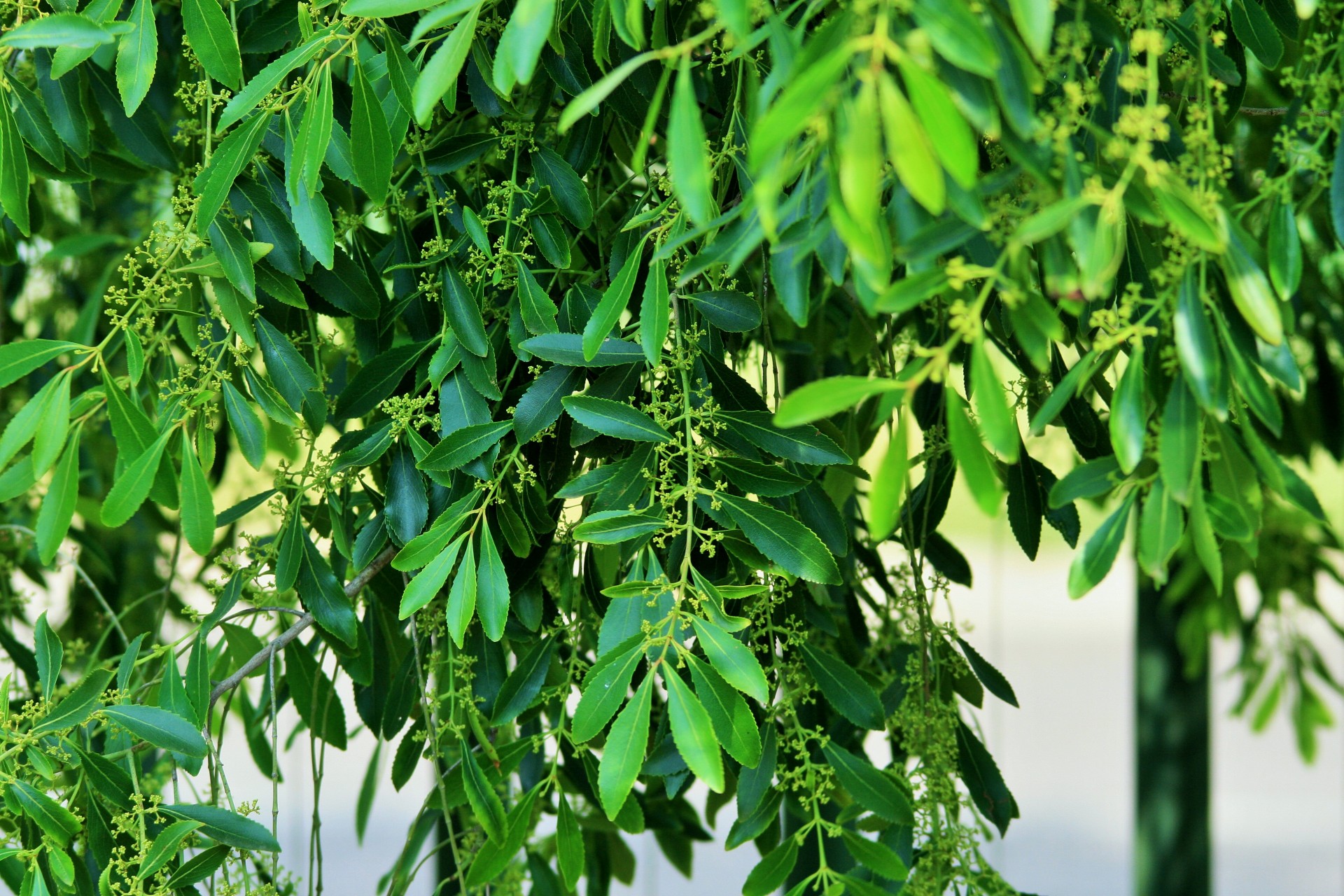 Tea tree. Чайное дерево Австралия. Листья чайного дерева. Чай дерево. Чайное деревце.